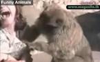 Aimez vous les animaux ?