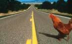 Le poulet qui traverse la route