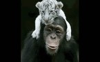Amitiés animales