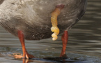 Le canard, ce serial lover