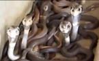 Aimez vous les serpents ?