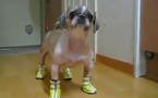 Les chaussons