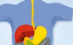 La folle aventure d'une entrecôte-frites à travers votre corps