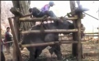 Le martyre des éléphants en Thaïlande