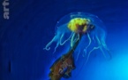 Antartica, sur les traces de l'empereur