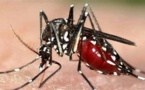 Dans la série des grandes catastrophes, en voila une dont on ne nous parle pas souvent, et pourtant elle fait des ravages