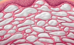Interstitium : le 80 ème organe de notre corps découvert en ...2018 !
