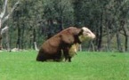 Biodiversité et sécurité : la préservation par les vaches