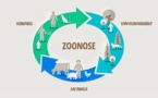 Contre les pandémies, l’écologie