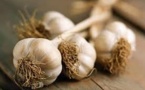 L'ail s'avère 100 fois plus efficace que les antibiotiques et agit en un temps record