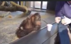 Aux singes, on ne l'a fait pas !