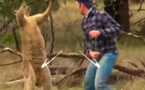 Où il est démontré que les kangourous n'aiment pas  la boxe