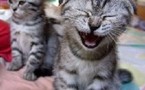 Funny words