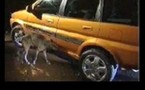 Une vie de chien !