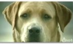 Une vie de chien !