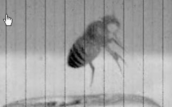 Le décollage acrobatique de la mouche