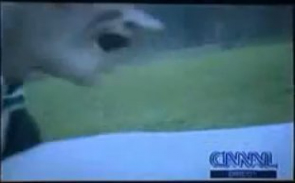 Une des plus célèbres vidéos des Guignols ; cule un mouton !
