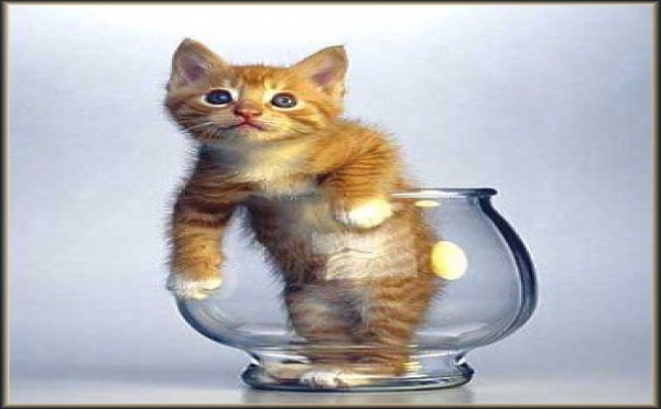 Aimez vous les chats ?