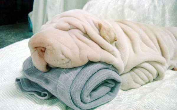 Aimez vous les chiens ?