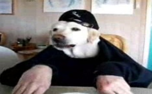 Enfin un chien qui mange proprement