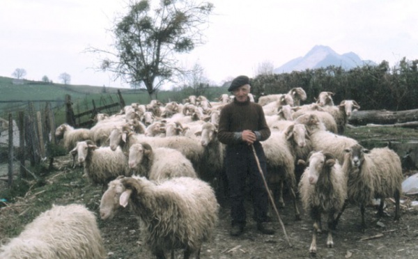 Le berger et le consultant