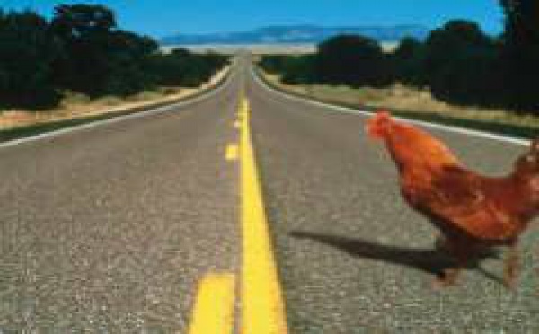 Le poulet qui traverse la route