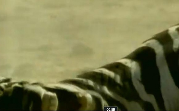 Mme Royal vue par les animaux de Patrick Bouchitey