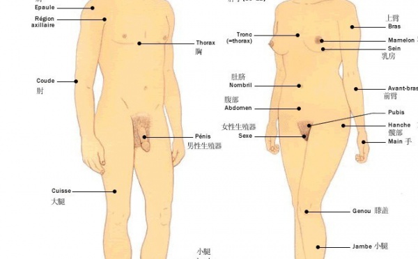 Statistiques sur le corps humain