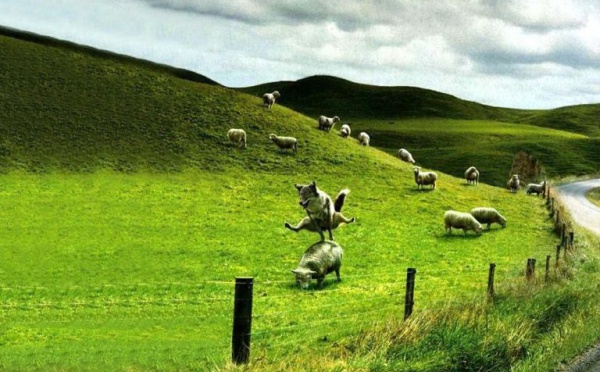 Humour, parfois bestial...