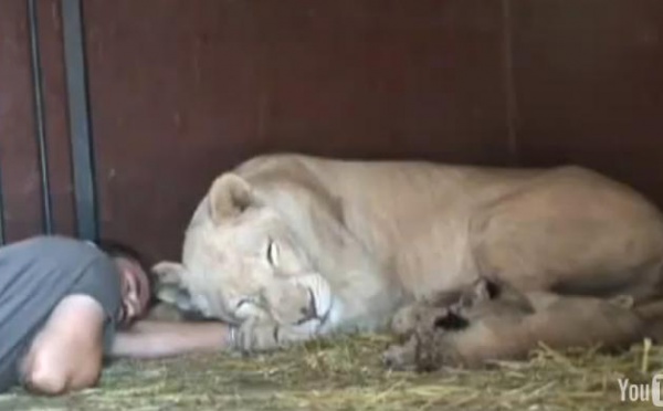 Une lionne superbe et ...affectueuse.
