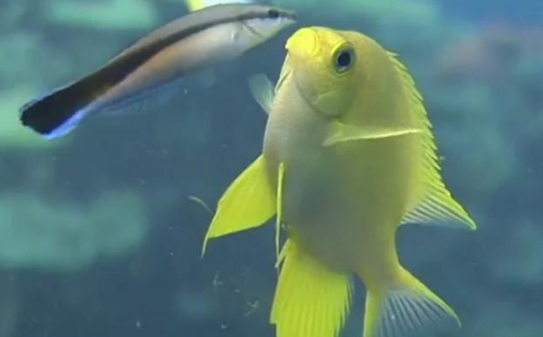 Des images sous-marines magnifiques