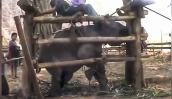Le martyre des éléphants en Thaïlande