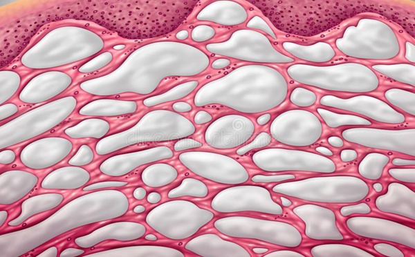 Interstitium : le 80 ème organe de notre corps découvert en ...2018 !