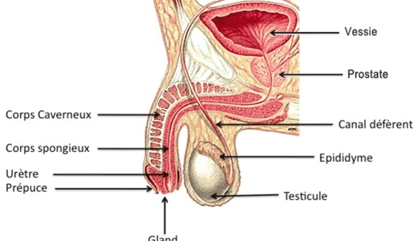 Hypertrophie bénigne de la prostate : l'opération