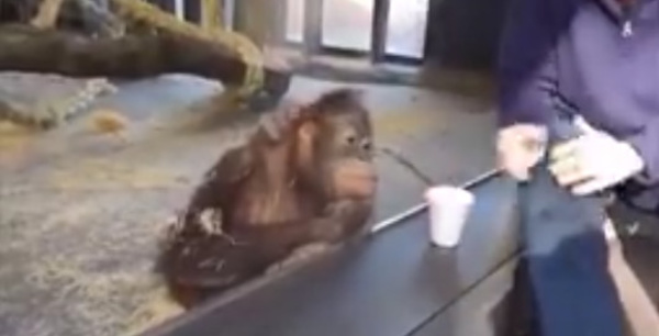 Aux singes, on ne l'a fait pas !