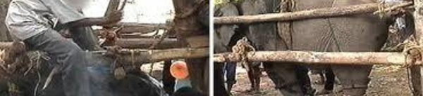 Faire de l'éléphant en Thaïlande... ce qu'on cache aux touristes