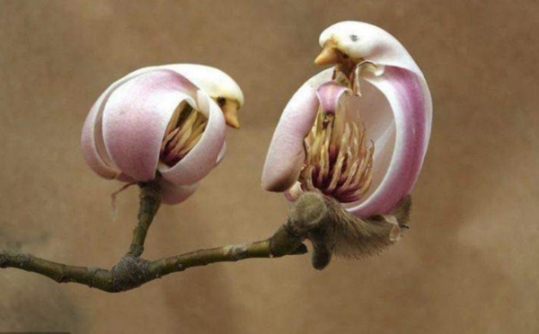 Les incroyables capacités de mimétisme des orchidées