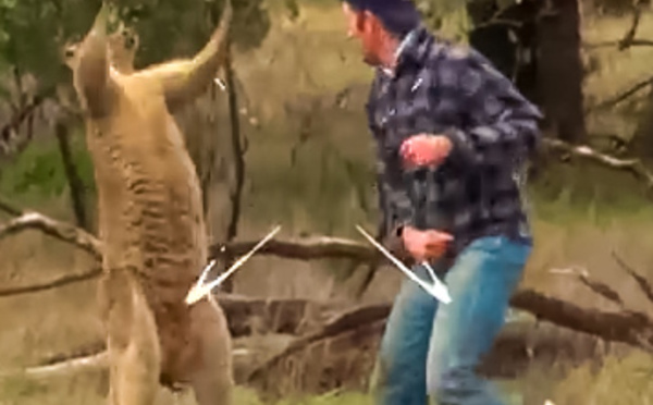 Où il est démontré que les kangourous n'aiment pas  la boxe