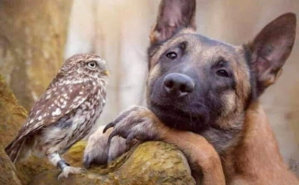 Quand un chien rencontre une chouette...