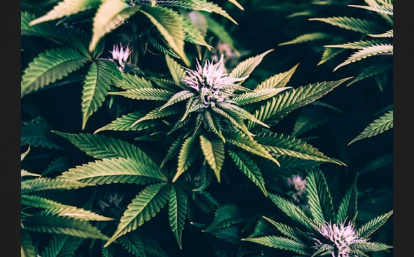 La consommation de cannabis peut augmenter significativement le risque de crise cardiaque, même chez des adultes jeunes et en bonne santé