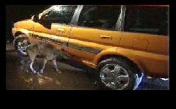Une vie de chien !